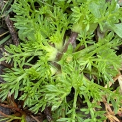 Cotula australis (Common Cotula, Carrot Weed) at Krawarree, NSW - 26 Sep 2022 by NedJohnston