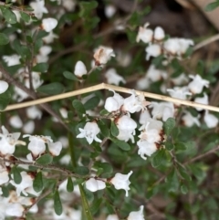 Cryptandra amara (Bitter Cryptandra) at Krawarree, NSW - 26 Sep 2022 by NedJohnston