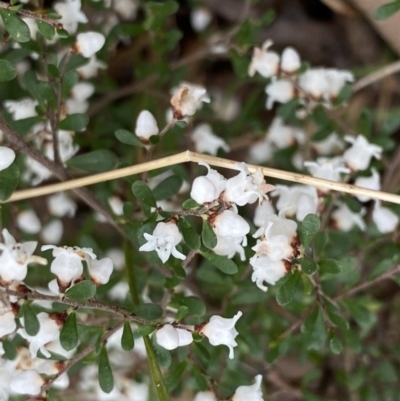 Cryptandra amara (Bitter Cryptandra) at Krawarree, NSW - 26 Sep 2022 by NedJohnston