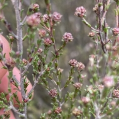 Kunzea parvifolia (Violet Kunzea) at Krawarree, NSW - 26 Sep 2022 by NedJohnston
