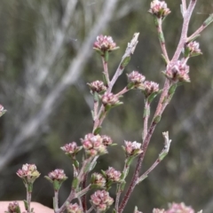 Kunzea parvifolia at Krawarree, NSW - 26 Sep 2022 09:12 AM