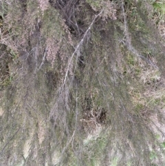 Kunzea parvifolia at Krawarree, NSW - 26 Sep 2022