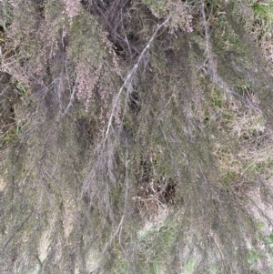 Kunzea parvifolia at Krawarree, NSW - 26 Sep 2022 09:12 AM