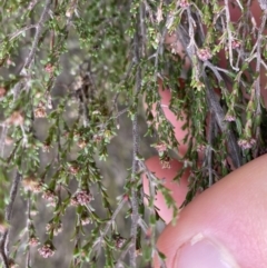 Kunzea parvifolia at Krawarree, NSW - 26 Sep 2022 09:12 AM