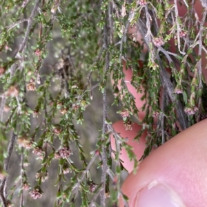 Kunzea parvifolia at Krawarree, NSW - 26 Sep 2022