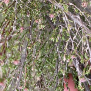 Kunzea parvifolia at Krawarree, NSW - 26 Sep 2022 09:12 AM