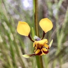 Diuris nigromontana (Black Mountain Leopard Orchid) at Acton, ACT - 30 Sep 2022 by PeterR