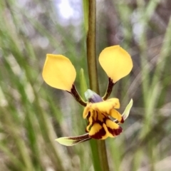 Diuris nigromontana (Black Mountain Leopard Orchid) at Acton, ACT - 29 Sep 2022 by PeterR