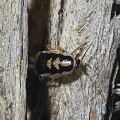 Robshelfordia sp. (genus) (A Shelford cockroach) at Krawarree, NSW - 25 Sep 2022 by NedJohnston