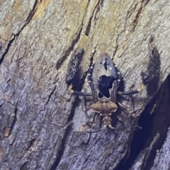 Ptilocnemus lemur (Feathered leg assassin bug) at Deua National Park (CNM area) - 25 Sep 2022 by Ned_Johnston