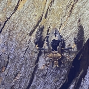 Ptilocnemus lemur at Krawarree, NSW - 25 Sep 2022 07:04 PM