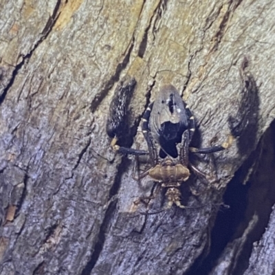 Ptilocnemus lemur (Feathered leg assassin bug) at Krawarree, NSW - 25 Sep 2022 by NedJohnston