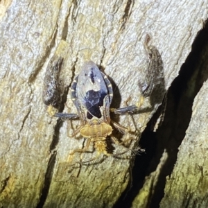 Ptilocnemus lemur at Krawarree, NSW - 25 Sep 2022 07:04 PM