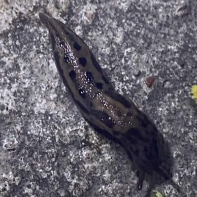 Limax maximus (Leopard Slug, Great Grey Slug) at Krawarree, NSW - 25 Sep 2022 by NedJohnston