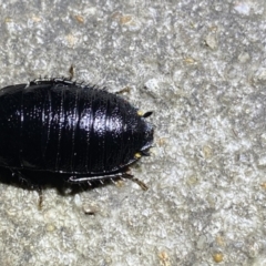 Platyzosteria melanaria (Common Eastern Litter Runner) at Krawarree, NSW - 25 Sep 2022 by NedJohnston