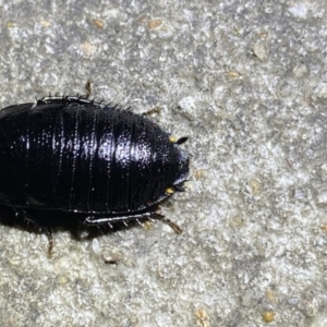 Platyzosteria melanaria at Krawarree, NSW - 25 Sep 2022 08:09 PM