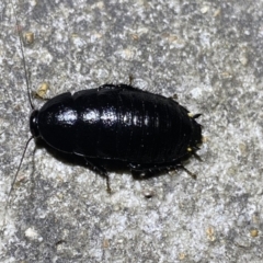 Platyzosteria melanaria at Krawarree, NSW - 25 Sep 2022