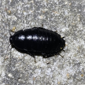 Platyzosteria melanaria at Krawarree, NSW - 25 Sep 2022 08:09 PM