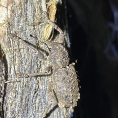 Aterpodes sp. (genus) (Weevil) at Krawarree, NSW - 25 Sep 2022 by Ned_Johnston