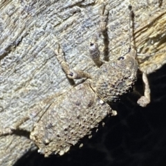 Aterpodes sp. (genus) at Krawarree, NSW - 25 Sep 2022