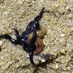 Parakontikia ventrolineata (Stripe-bellied flatworm) at Berlang, NSW - 25 Sep 2022 by NedJohnston