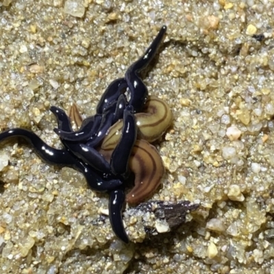 Parakontikia ventrolineata (Stripe-bellied flatworm) at Berlang, NSW - 25 Sep 2022 by Ned_Johnston