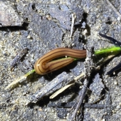 Parakontikia ventrolineata at Berlang, NSW - 25 Sep 2022