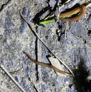 Parakontikia ventrolineata at Berlang, NSW - 25 Sep 2022