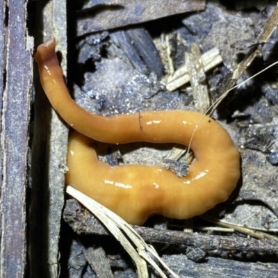 Australopacifica sp. (genus) (Flatworm) at Krawarree, NSW - 25 Sep 2022 by NedJohnston