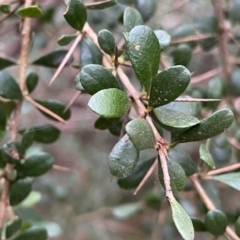 Bursaria spinosa (Native Blackthorn, Sweet Bursaria) at Krawarree, NSW - 26 Sep 2022 by NedJohnston