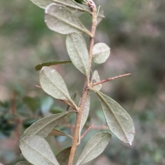 Bursaria spinosa at Krawarree, NSW - 26 Sep 2022