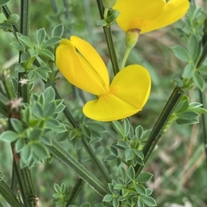 Cytisus scoparius subsp. scoparius at Krawarree, NSW - 26 Sep 2022