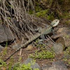 Intellagama lesueurii (Australian Water Dragon) at Cotter Reserve - 29 Sep 2022 by PeteRav