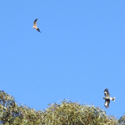 Falco longipennis (Australian Hobby) at Lions Youth Haven - Westwood Farm A.C.T. - 29 Sep 2022 by HelenCross