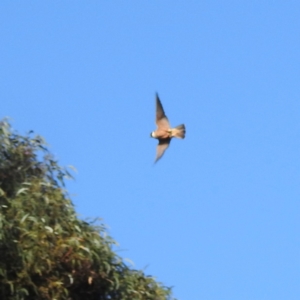 Falco longipennis at Kambah, ACT - 30 Sep 2022