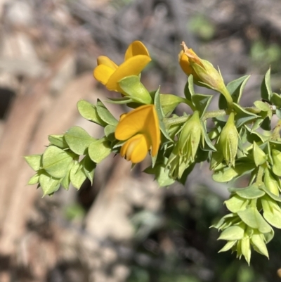 Pultenaea spinosa (Spiny Bush-pea, Grey Bush-pea) at Ainslie, ACT - 29 Sep 2022 by JaneR