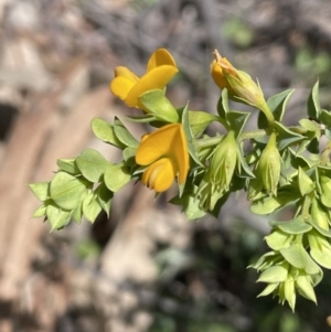 Pultenaea spinosa at Ainslie, ACT - 29 Sep 2022