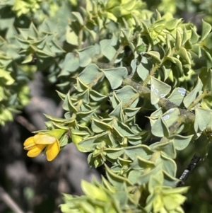 Pultenaea spinosa at Ainslie, ACT - 29 Sep 2022