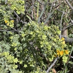 Pultenaea spinosa at Ainslie, ACT - 29 Sep 2022