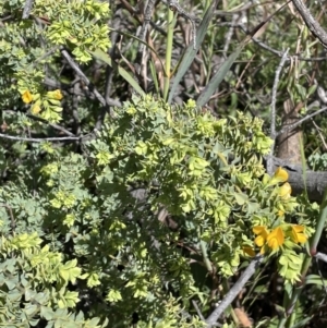 Pultenaea spinosa at Ainslie, ACT - 29 Sep 2022