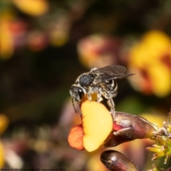 Lasioglossum (Chilalictus) sp. (subgenus) (Halictid bee) at Bruce, ACT - 29 Sep 2022 by Roger