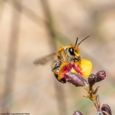 Trichocolletes aeratus (A Spring Bee) at Bruce, ACT - 29 Sep 2022 by Roger