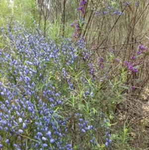 Comesperma volubile at Hackett, ACT - 30 Sep 2022 08:39 AM