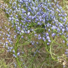 Comesperma volubile at Hackett, ACT - 30 Sep 2022 08:39 AM