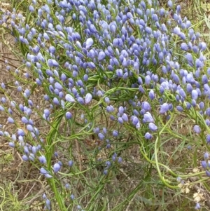 Comesperma volubile at Hackett, ACT - 30 Sep 2022 08:39 AM