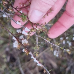 Leucopogon fletcheri subsp. brevisepalus (Twin Flower Beard-Heath) at Bungendore, NSW - 28 Sep 2022 by clarehoneydove