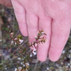 Styphelia fletcheri subsp. brevisepala at Bungendore, NSW - 28 Sep 2022