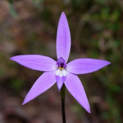 Glossodia major (Wax Lip Orchid) at Black Mountain - 30 Sep 2022 by RobertD