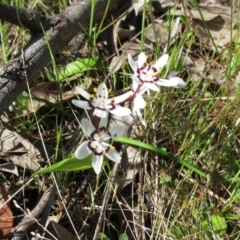 Wurmbea dioica subsp. dioica (Early Nancy) at Hawker, ACT - 28 Sep 2022 by sangio7