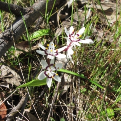 Wurmbea dioica subsp. dioica (Early Nancy) at The Pinnacle - 28 Sep 2022 by sangio7